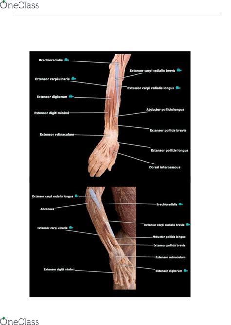 Anterior Forearm Muscles Cadaver