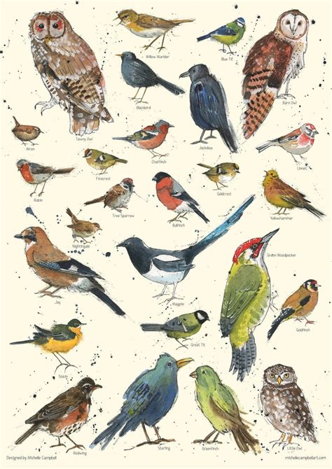 British Garden Birds Identification Chart