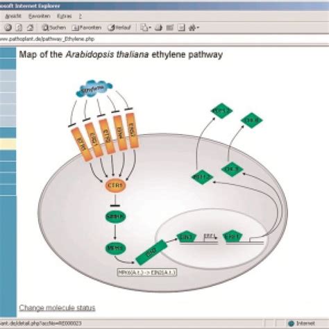 Map Of The Ethylene Signal Transduction Pathway In Arabidopsis Thaliana