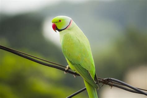 How Much Does It Cost To Own An Indian Ringneck Parrot Price