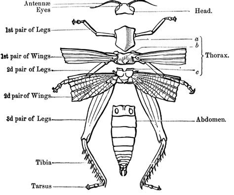 Jaan S Science Class Insects External Morphology