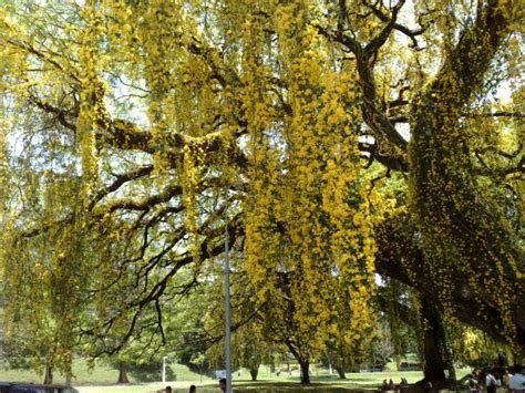 Images of Sri Lanka: University Of Peradeniya