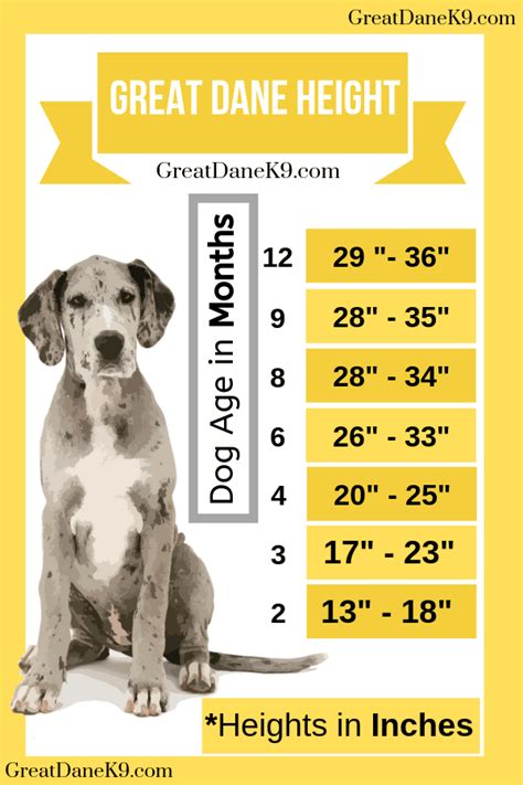 A Typical Great Dane Growth Chart - Great Dane k9