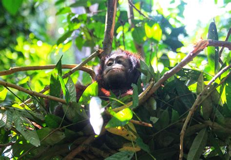 Rettung Orang Utan Kartini Vier Pfoten Stiftung F R Tierschutz In