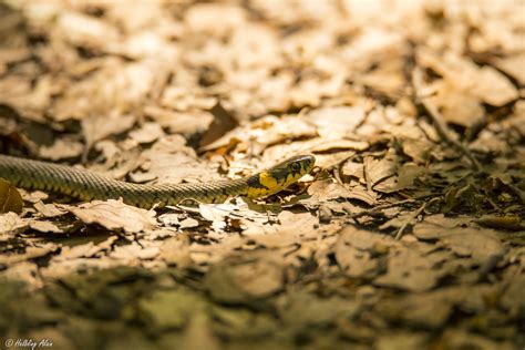 La Couleuvre Collier Natrix Natrix The Grass Snake Flickr