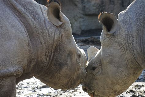 Explained: Black Rhino vs White Rhino — Viatu