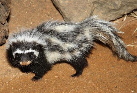 Amazing Facts About Striped Polecats Onekindplanet Animal Education