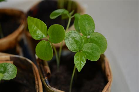 Stomata, the Plant's 'Breath' of Fresh Air – uHandy Mobile Microscope