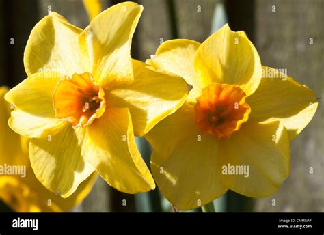 Closeup Of Bright Yellow Spring Daffodil Flowers In A Cheshire Garden