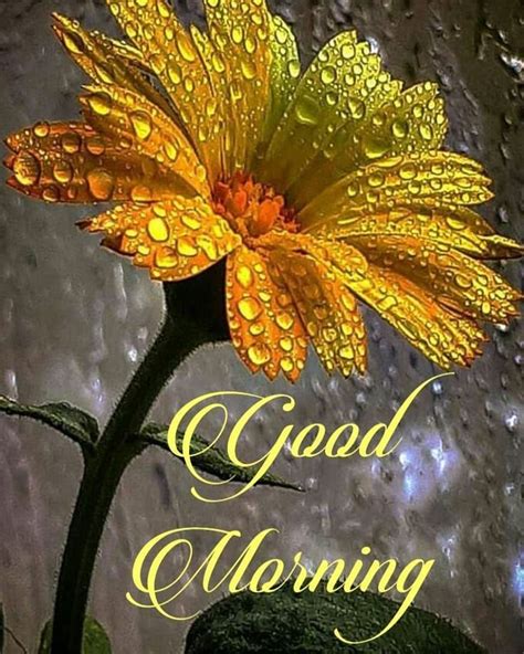 A Yellow Flower With Rain Drops On It And The Words Good Morning