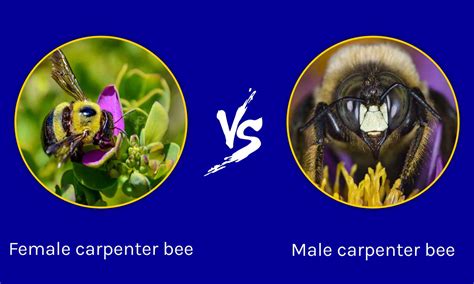 Male Vs Female Carpenter Bee What Are The Differences Wiki Point