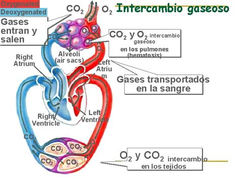 Sistema Respiratorio Respiracin N N Proceso Mediante El