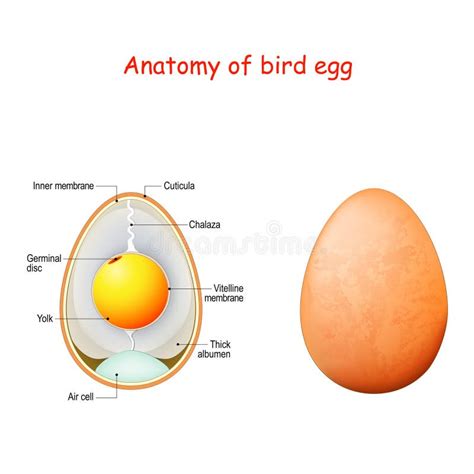 0+ Anatomy bird egg Free Stock Photos - StockFreeImages