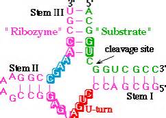 Team Ustc China Project Rna Rec Igem Org