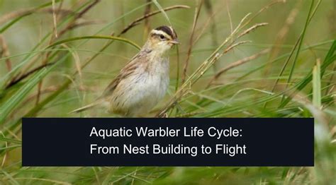 Aquatic Warbler Life Cycle From Nest Building To Flight Binocular Base