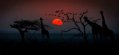 1,000+ Free Wildlife Silhouette & Silhouette Images