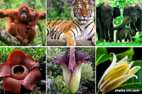 Penyebab Kerusakan Flora Dan Fauna