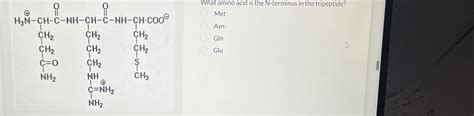 Solved What amino acid is the N-terminus in the | Chegg.com