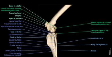 Stifle joint anatomy of the dog - normal anatomy | vet-Anatomy