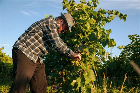 Vivero De Lado Viticultor Hombre En El Sombrero Doblado Sobre Las