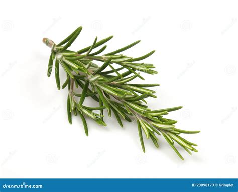 Rosemary Stock Image Image Of Rosemary Aromatic Garden 23098173