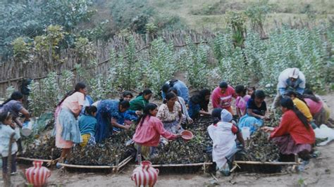 Proyecto Viveros Agroforestales Comunitarios Adipo