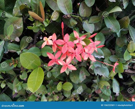 Planta Con Las Hojas Verdes Y Las Flores Rosadas En Puerto Rico Imagen