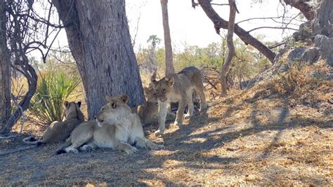 On Safari With Nala: African Lion