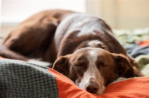 These 15 Sleepy Dog Breeds Will Make You Heavy-Eyed In No Time