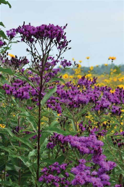 Vernonia Gigantea Tall Ironweed Prairie Moon Nursery