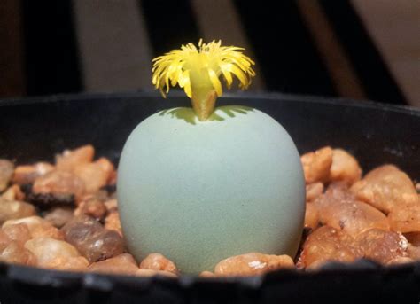 Conophytum Calculus Seeds Cactus Kingdom