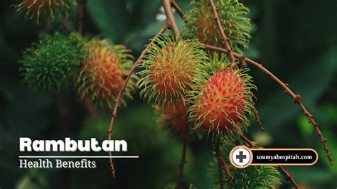 Health Benefits Of Rambutan: 6 Reasons To Eat This Spiky Fruit ...