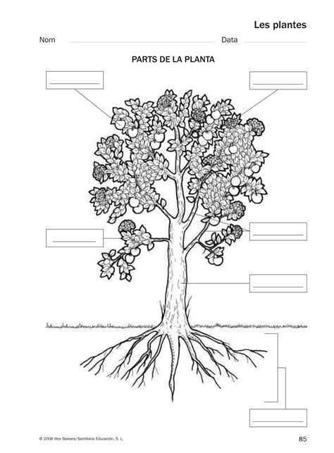 Coneixament del Medi. Reforç i Ampliacio. 4 Primaria | PDF