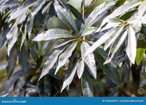 Butter Tree Leaves, Madhuca Longifolia Stock Photo - Image of macro ...