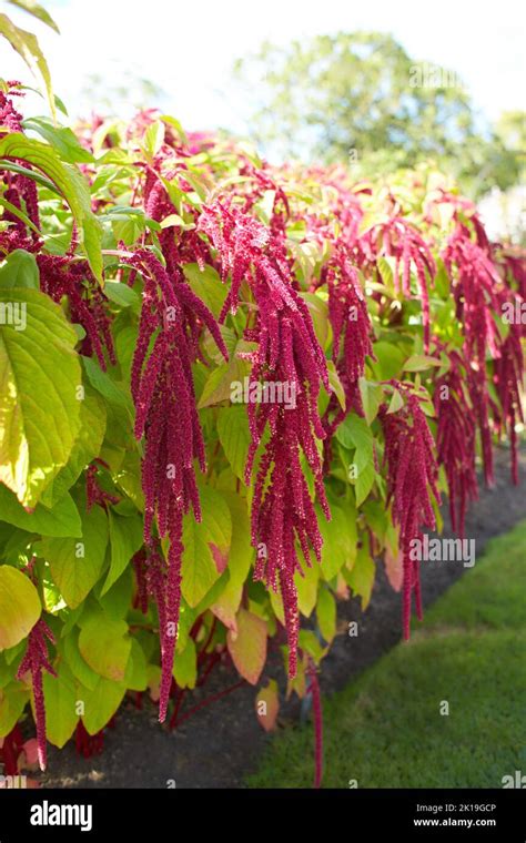 Amaranthus Caudatus Love Lies Bleeding Flowers In Bloom Stock Photo