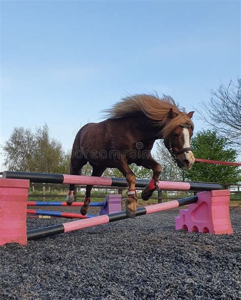 Chestnut Welsh Pony Gelding Jumping Over Pink Jump on the Lunge in Equestrian Arena with Blue ...