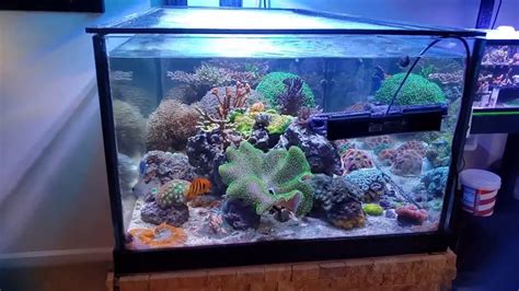 Year Update On The Deep Blue Gallon Shallow Reef Youtube