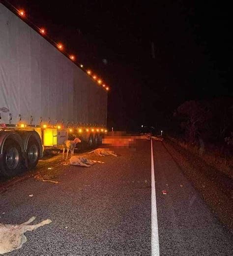 Collins Trucks Driver Ploughs Into A Flock Of Sheep In Adelaide Daily