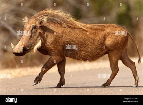 Common Warthog Savanna Warthog Phacochoerus Africanus Walking