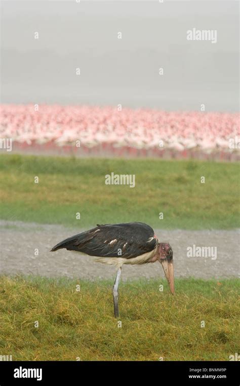 Storch Marabu Storch See Nakuru Kenia Marabu Leptoptilos Crumeniferus