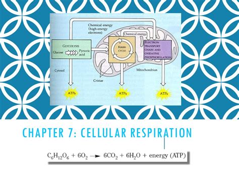 Chapter 7 Cellular Respiration Ppt Download