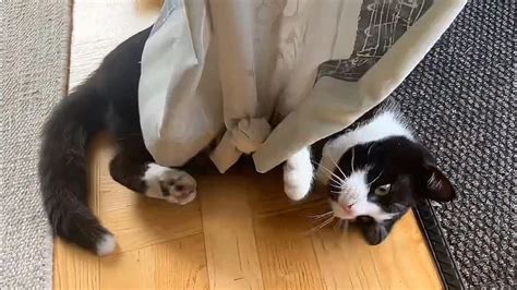 Tuxedo Cat Playing With Curtains And Table Tennis Ball Youtube