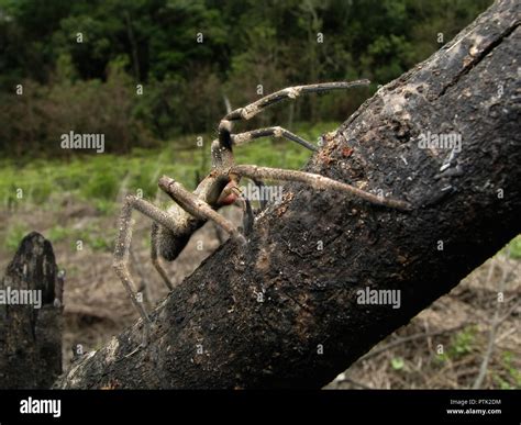 Brazilian wandering spider habitat hi-res stock photography and images ...