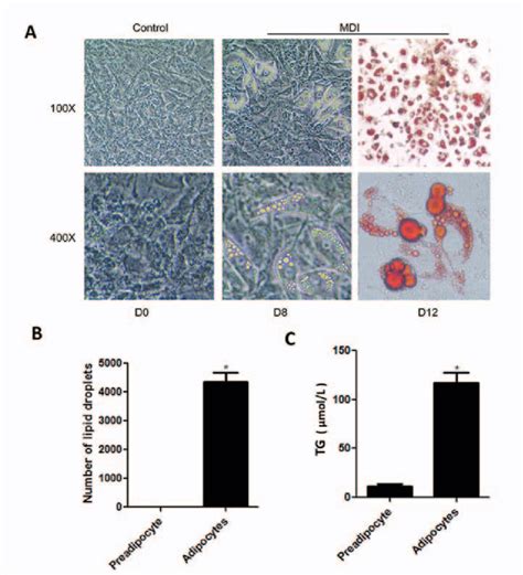 Adipose Differentiation Of T L Preadipocytes A Adipose