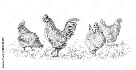 chicken and rooster hand drawing sketch engraving illustration style ...