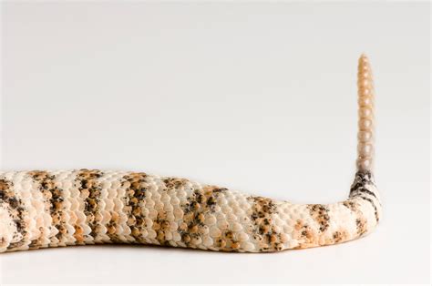 New snake species discovered in another snake’s belly | National Geographic