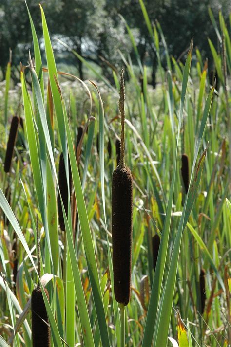 Typha Latifolia Common Bulrush Grote Lisdodde Flickr