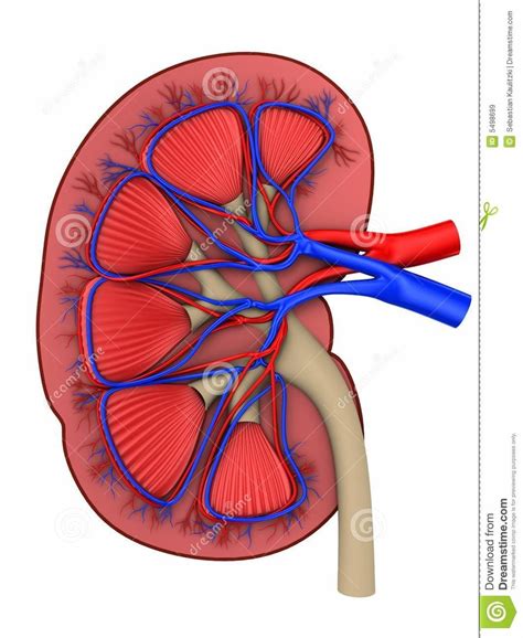 Biologia Sistema Renal Diagram Quizlet