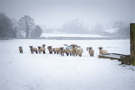 Winter Sheep. by urbexkarl87 on DeviantArt