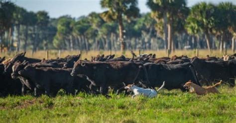 Wilton Simpson Celebrates Preservation Of Over 100 000 Acres Of Florida